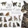 20 домашних кошек - вырезанные картинки