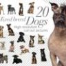 20 Смешанные породы собак - вырезанные картинки