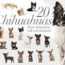 20 чихуахуа - вырезанные картинки