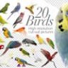 20 птиц - вырезанные картинки