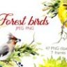 Акварельные лесные птицы. Рамки